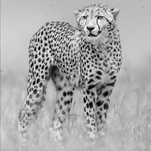 Meet your Posher, Trisha